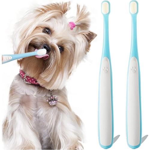 Small dog toothbrush cat - dog, toothbrush,
