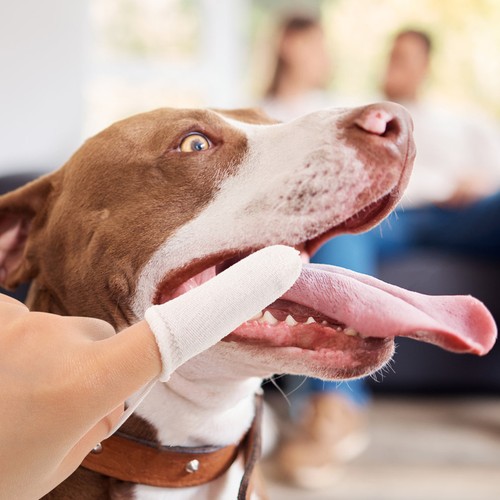Pcs dog finger - dog, tooth